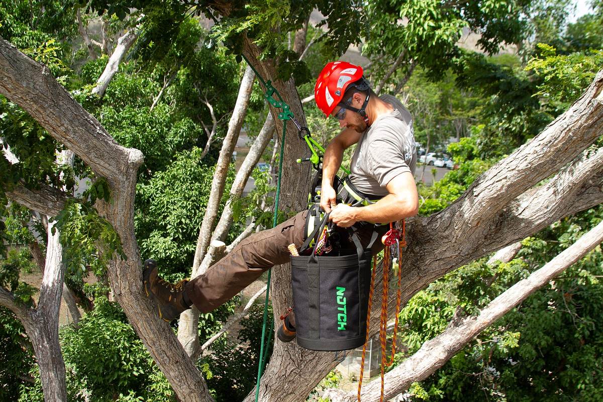 Arborist working high in a tree canopy in a climbing harness